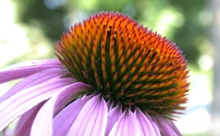 Coneflower side view