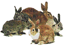Fluffy bunnies