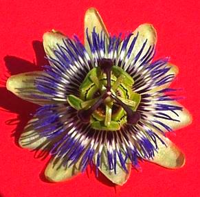 passion flower from front