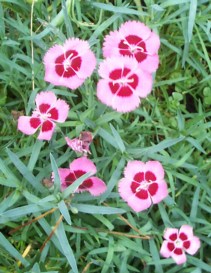 5 petals on a pink