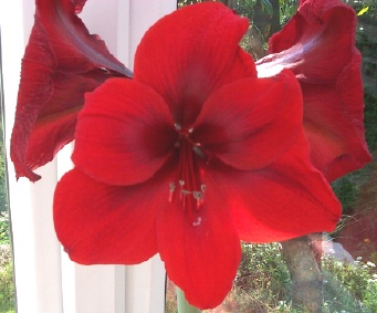 amaryllis