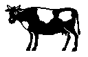 cow!