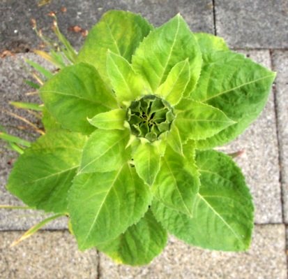 sunflower leaves